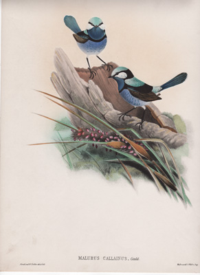 MALURUS CALLAINUS {Turqouise Superb Warbler or Turquoise Fairywren}  by John Gould
